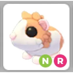 NR RED DUTCH GUINEA PIG