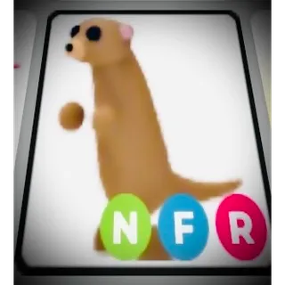 NFR Meerkat 