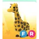 FR GIRAFFE