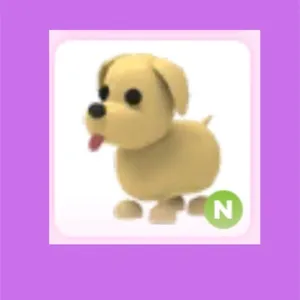 N dog 