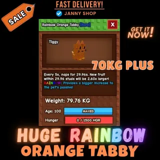 HUGE RAINBOW ORANGE TABBY 5s CD 70kg PLUS ( NO TOY NEEDED! )