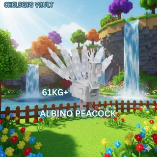 61KG+ ALBINO PEACOCK