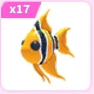 17x Angelfish