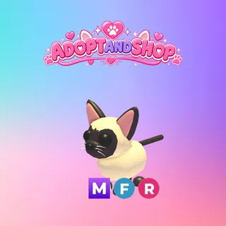 Mega,F,R Siamese Cat