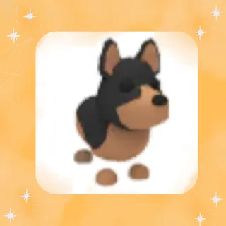 Australian Kelpie