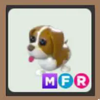 MFR springer spaniel