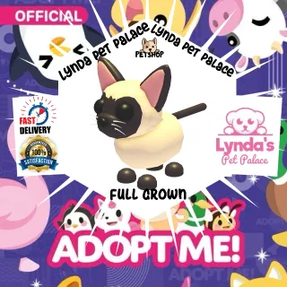 Siamese Cat (full grown)