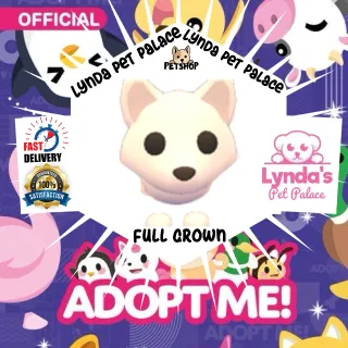 Arctic Fox (full grown)