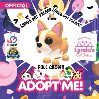 French Bulldog (full grown)