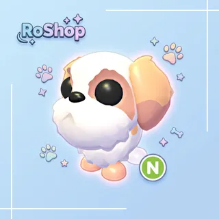 Shih Tzu N