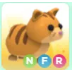 ginger cat NFR