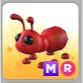 Pet | Ant MR