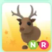 reindeer NF