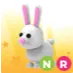 NR bunny