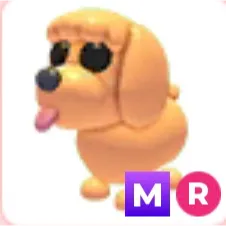 MR Toy Poodle