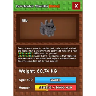 Everchanted Chinchilla Age 100 Weight 60KG ++