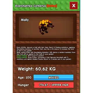 Everchanted Cerberus Age 100 Weight 60kg ++