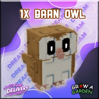 Barn Owl