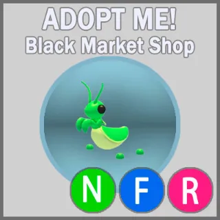 Praying Mantis NFR