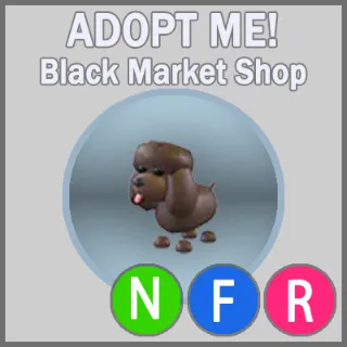 Irish Water Spaniel NFR 