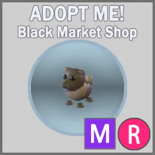 Chocolate Chow-Chow MR