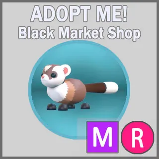 Black-Footed Ferret MR