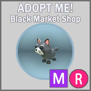 Raccoon MR
