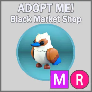 Kookaburra MR