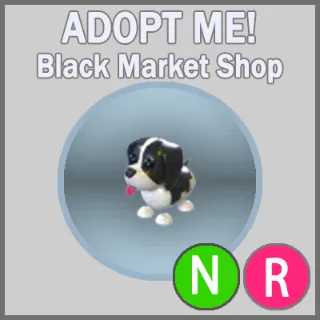 Black Springer Spaniel NR