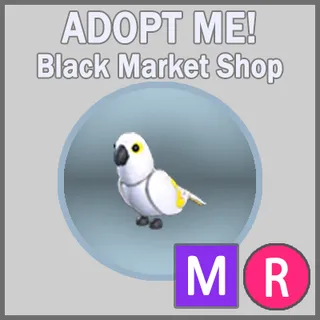 White Amazon MR
