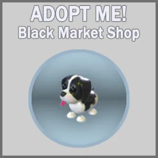 Black Springer Spaniel