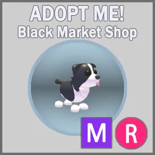 Border Collie MR