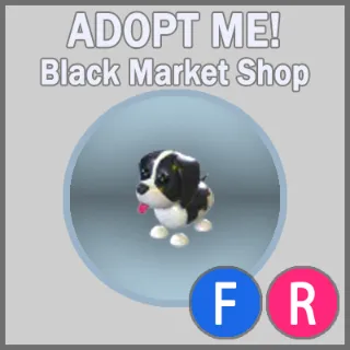 Black Springer Spaniel FR