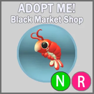 Emperor Shrimp NR