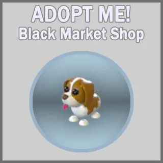 Brown Springer Spaniel