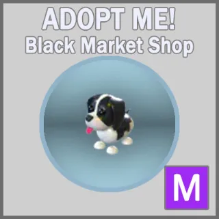 Black Springer Spaniel MR