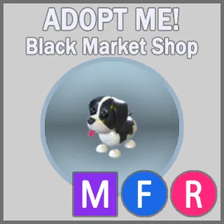 Black Springer Spaniel MFR