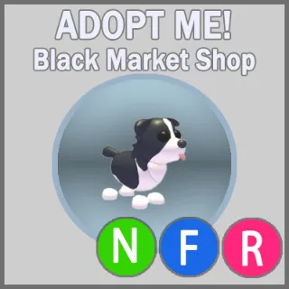 Border Collie NFR