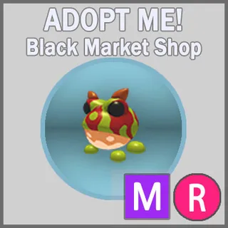 Ornate Horned Frog MR