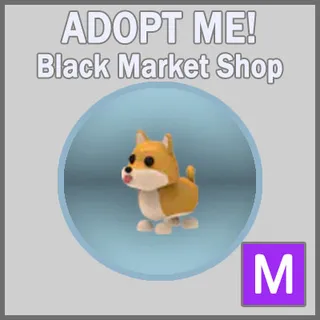 Shiba Inu M