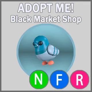 Rock Pigeon NFR