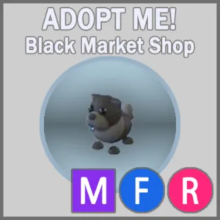 Black Chow-Chow MFR