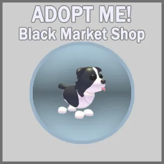 Border Collie