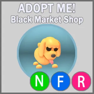 Toy Poodle NFR x5
