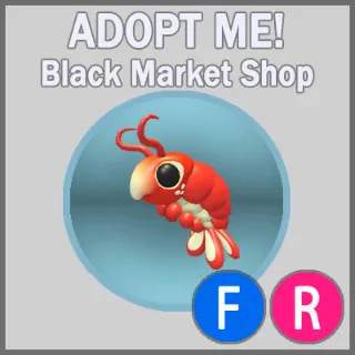 Emperor Shrimp FR