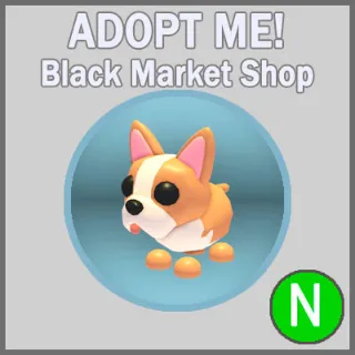 French Bulldog N