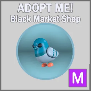 Rock Pigeon M