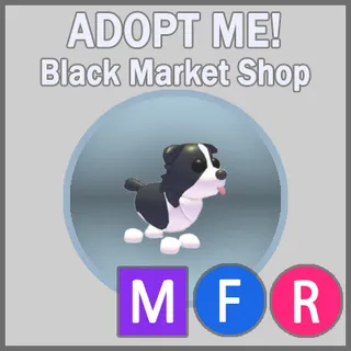 Border Collie MFR