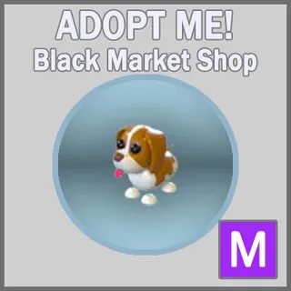 Brown Springer Spaniel M