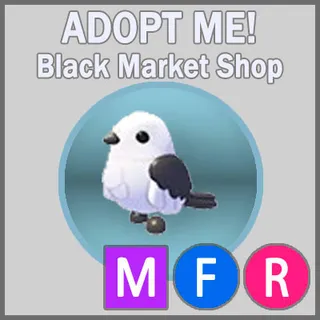 Japanese Snow Fairy MFR